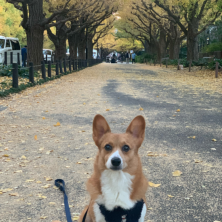 おはようございます😃　
大変ご無沙汰しております😅
朝散歩を兼ねて神宮外苑の銀杏並木に来ました‼️