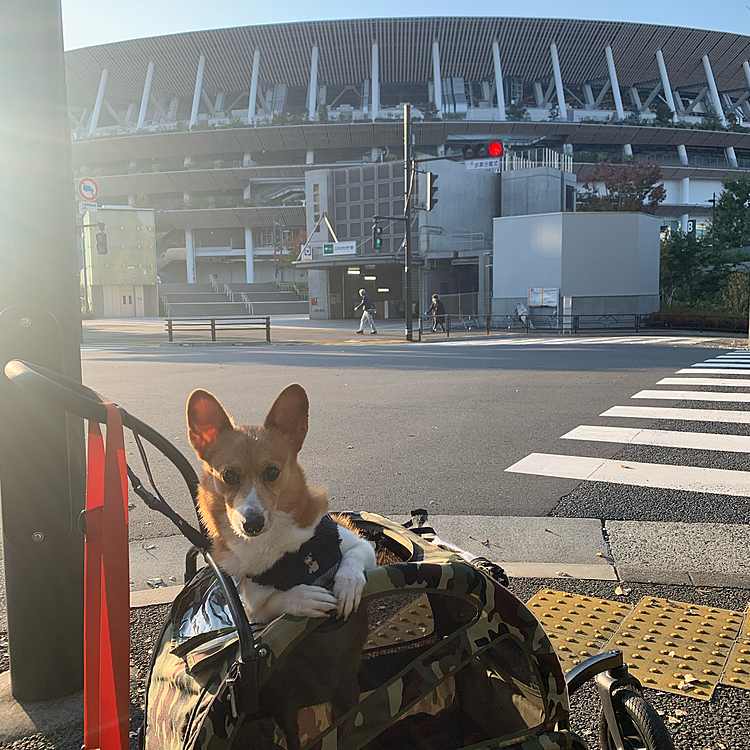 夏はオリンピックやっていたなぁ…☺️