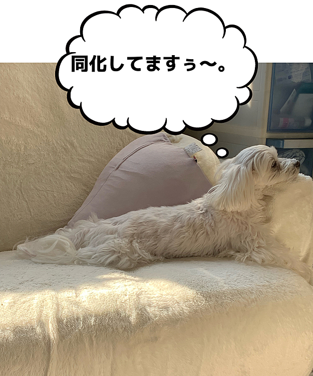明日はトリミングだよ、
蘭丸さん。