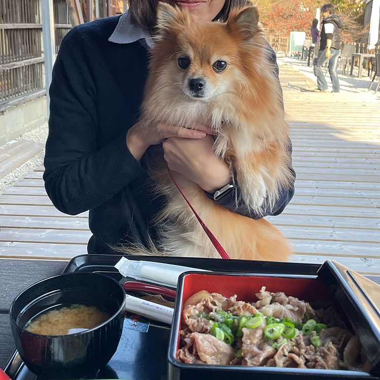 近江牛重を食べました😋
凛もワンちゃんメニューの近江牛を食べました☺️
瞬殺でした🤣
はなちゃんママさんに写真を撮ってもらったのですが、自分の顔がどこのおばあさんかと思うくらい老けた顔していて、ショックでした😭
姿勢も悪いしなあ😭
ああ、なんとかしたい💦