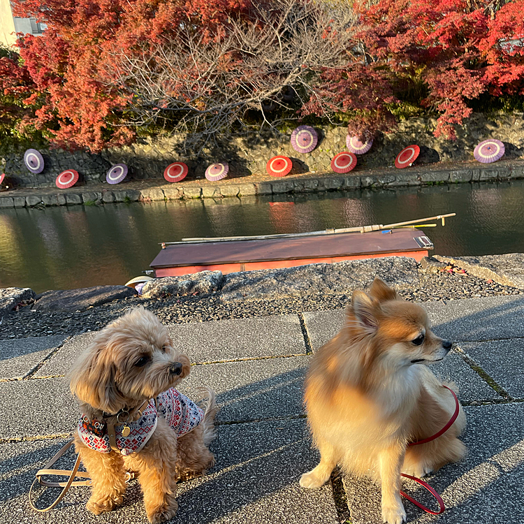 運河沿いの木々が綺麗に紅葉して、和傘も並べてあり風情がありました✨