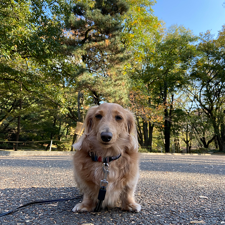 代々木公園にきてもこの顔！笑
