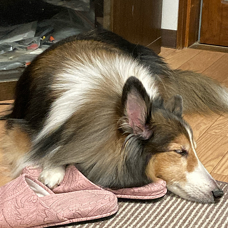 ママのスリッパ枕に💤