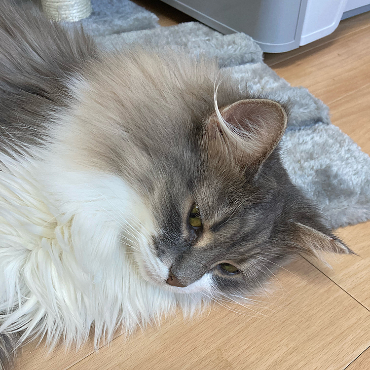 ブリーダーさんから老後の生活を託されました🐱
ノルウェージャンフォレストキャットの、はるさんです☺️