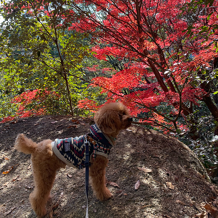 土曜日は2ヶ月前にも行った鬼の一刀岩のある鬼岩公園に行きました🐾