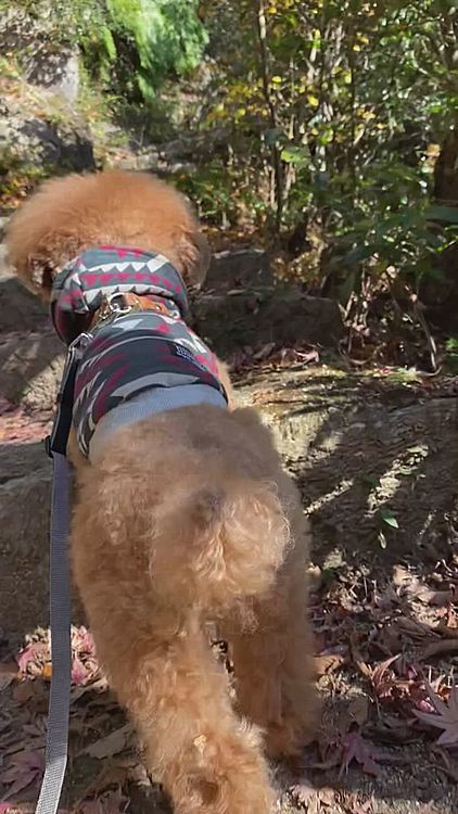 休憩しながら山道を30分ほど登りました🐾