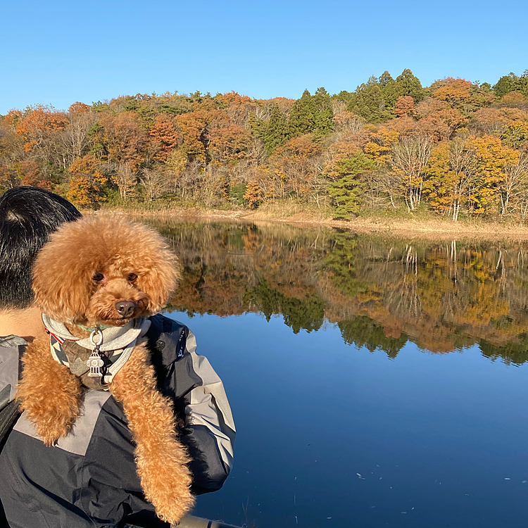 湖面にも紅葉が映り込みこれも絶景でした🍁