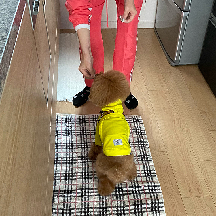実家は帰り道にあるので漬物を届けにお邪魔しました🐶
ハッピーは隠れてレタス貰ってご満悦🥬
