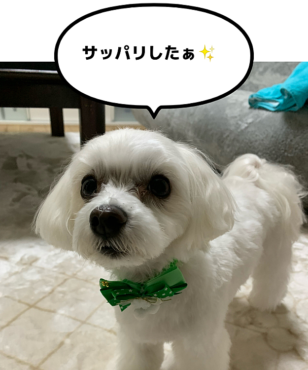 トリミング終了‪✂️
フサフサになってます🥰