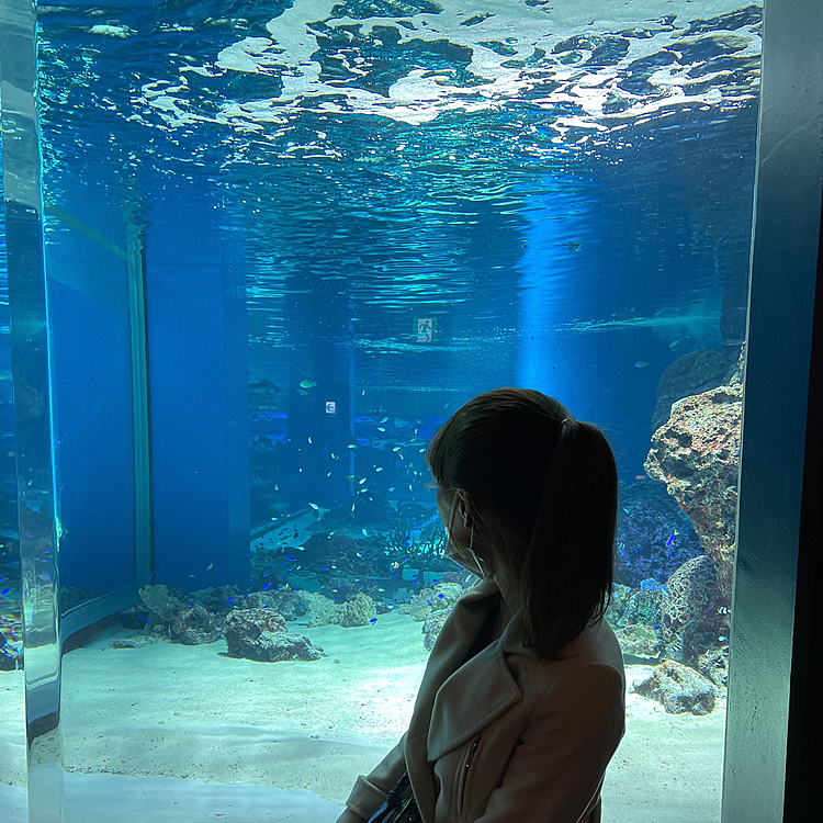 
幻想的で綺麗でした🐟

イルカやペンギンが人気者の水族館🦈

ですがアザラシのぬいぐるみを買ったのは
とらくんに少し似てたからです🦭笑

押すと「プーピー」って鳴きます🤣

さっそくお気に召したみたいです🐯

