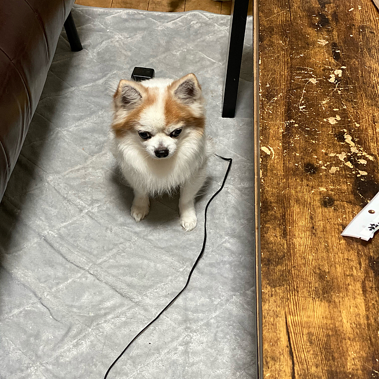 コタツ出してワン🐶🐶


