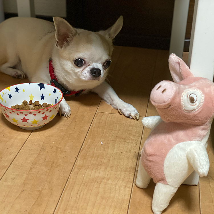 ずっとアップしてなかったので連続投稿です🐶
