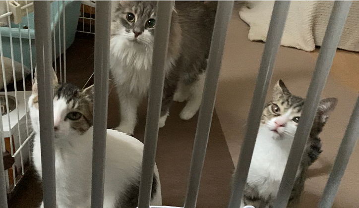 3匹でお出迎え🐱
ひたすらかわいい😍