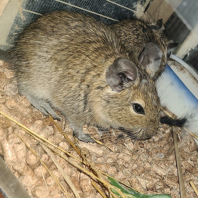 温まるデグー。