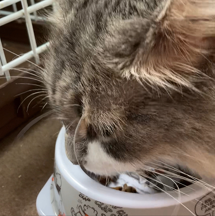 朝ごはん🐱🍚

ひととおり自分のご飯食べて、他の子のを巡回するのも通常運転笑

ちなみにはるちゃんのは、全年齢OKなご飯です☺️

#猫 
#猫のいる暮らし 
#猫の居る暮らし 
#保護猫 
#保護猫を家族に 
#ノルウェージャンフォレストキャット 
#朝ごはん