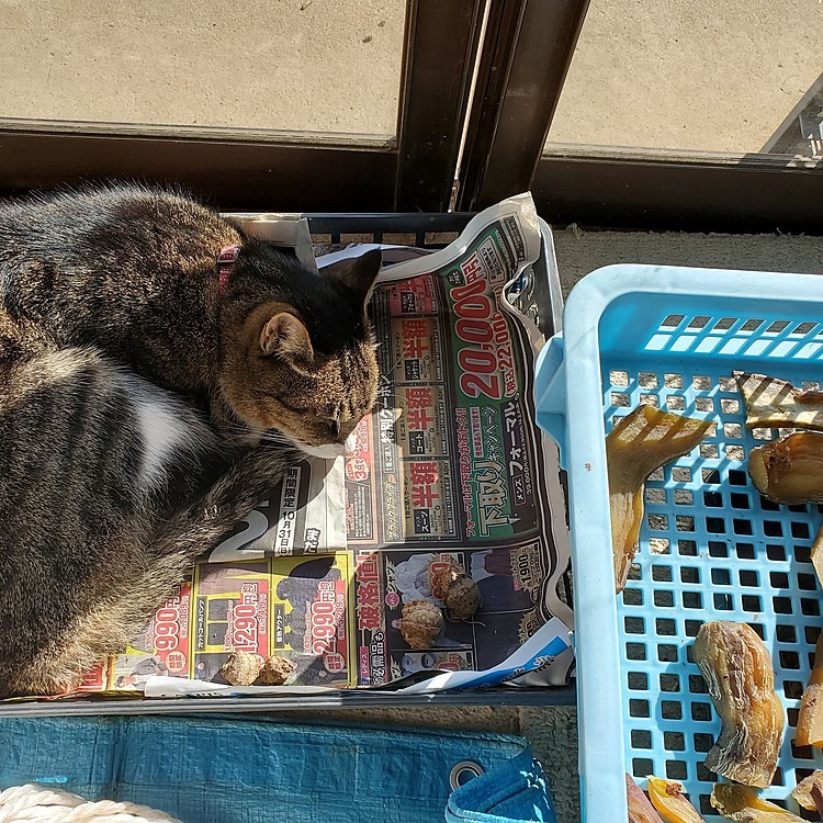 干しいも…🍠ならぬ
干しねこ…😽😴
#農家ねこ
#おひるね