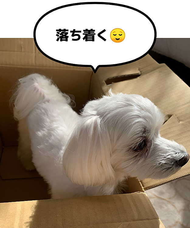 ダンボールに入ったまま
シレーっと馴染んでました(笑)
