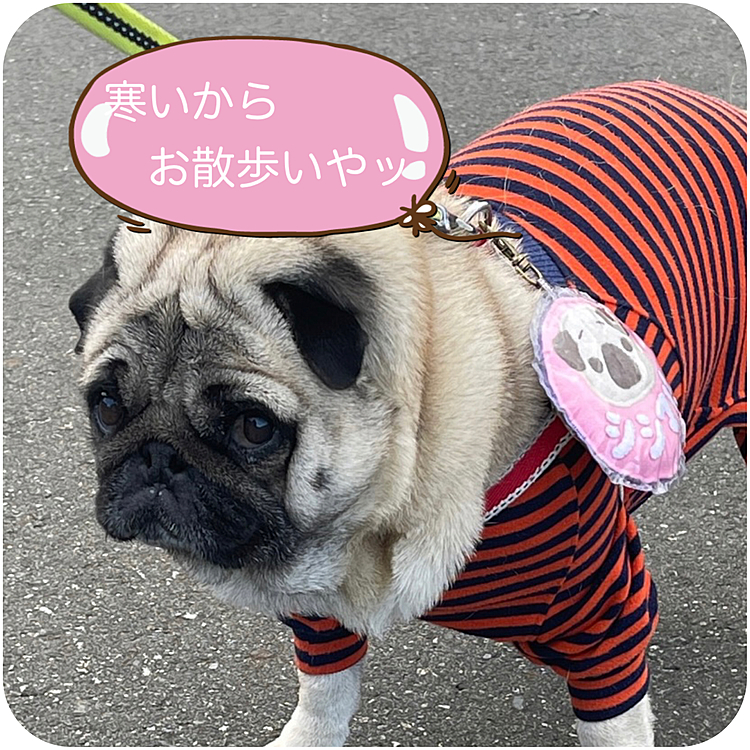 朝んぽ、寒くてイヤイヤ💢
なかなか歩きません😭