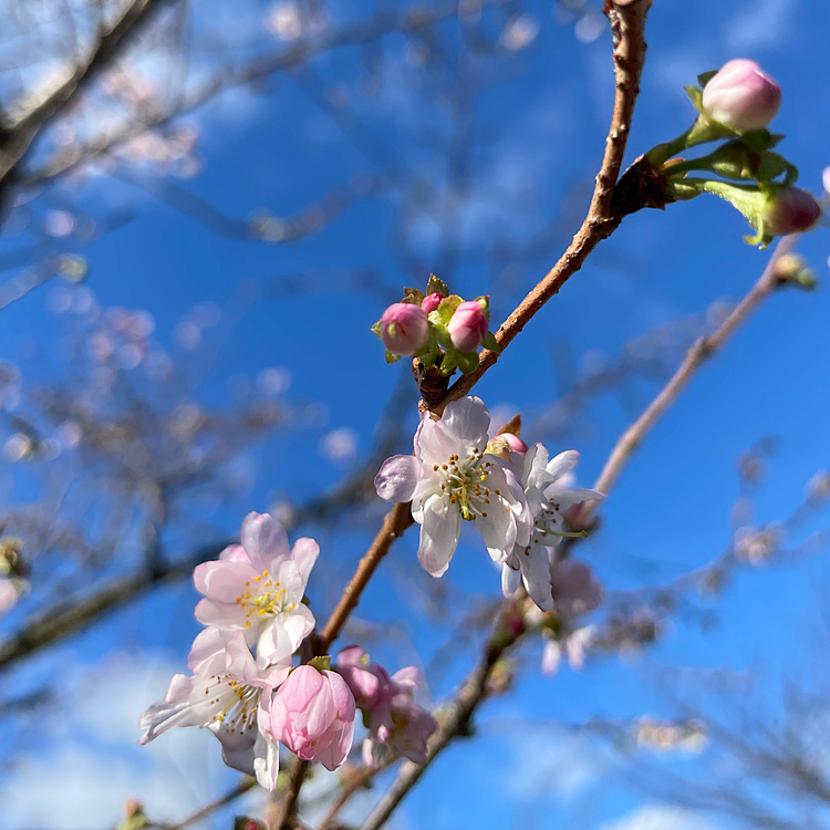 寒桜？咲いてました✨
春の桜よりも小さい花でしたが綺麗でした😊
お休みの日はまったり散歩です。