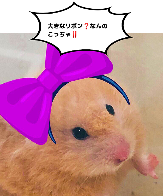 いつまでたっても懐かないキンクマハムスターうりちゃんです…手に持ってる物は全てよこせ派🩸