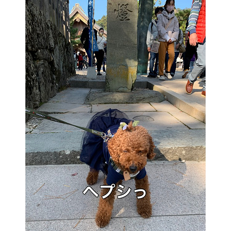 第三鳥居まで来て大荒縄を覗き込んで来ました。