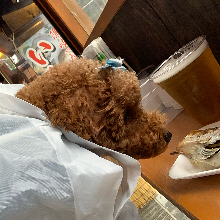 雨止まず、ねばってのどぐろの焼いてあるお店でライちゃんも入れてもらいご当地グルメ一品食べられました〜😆ミラクル１
まだミラクル序盤です〜
ビールを続けて飲んでますが寒くて全く酔いませんでした💦
ライちゃんはスリングしてビニールカッパの中に入れてお腹だけポカポカ😁