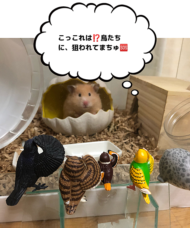 うり様に敬礼(｀・ω・´)ゝ