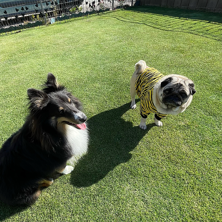 とうちゃんの会社の同僚、Tony パパ＆ママ＆Tony が遊びに来てくれました🐶