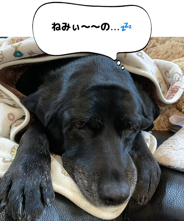 ぶた組ブッチャー班🐽🐽の投稿