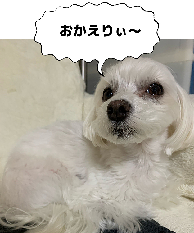仕事から帰ってきて
晩ご飯準備してたら、定位置で
見張り番してる蘭丸さん。