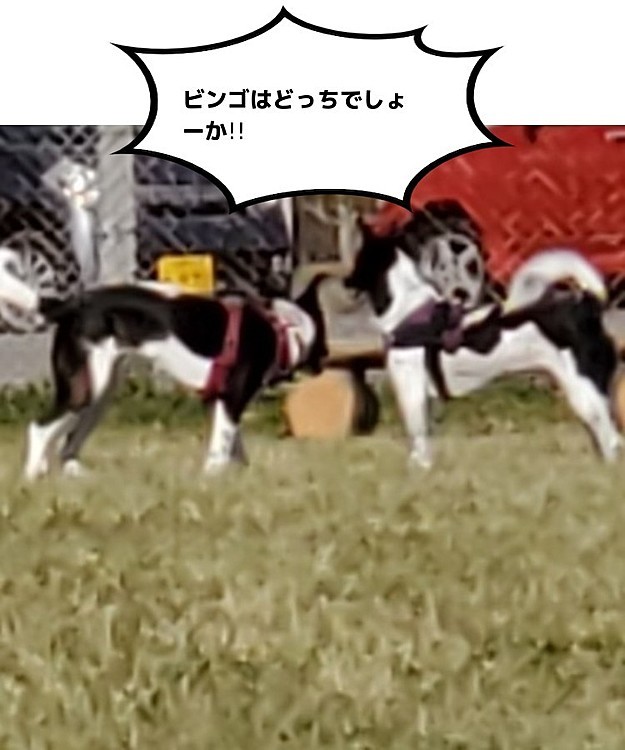 正解は…左です(*´ω｀*)
ドッグランにそっくりさんが居てびっくりした( ´･ω･`)