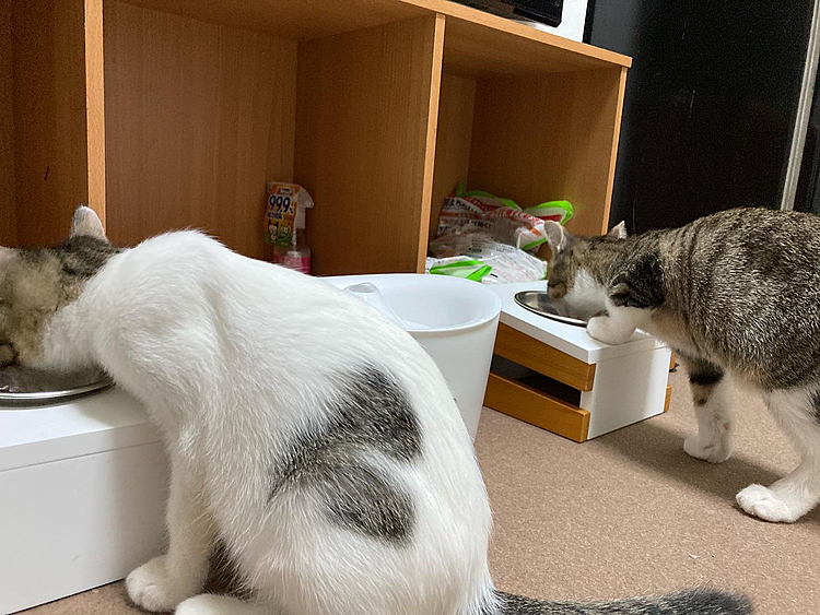 ご飯もぐもぐタイム🍚🐱

安定の
ゆきまるのハート♥️
と
つきまるの足乗せスタイルw

で、その隣ではるさん黙々と食べてます笑(=^x^=)
＃猫 
#猫好きさんと繋がりたい 
#猫のいる暮らし 
＃猫の居る暮らし 
＃猫のいる幸せ 
#保護猫
#保護猫と暮らす
#キジ白 
#ノルウェージャンフォレストキャット