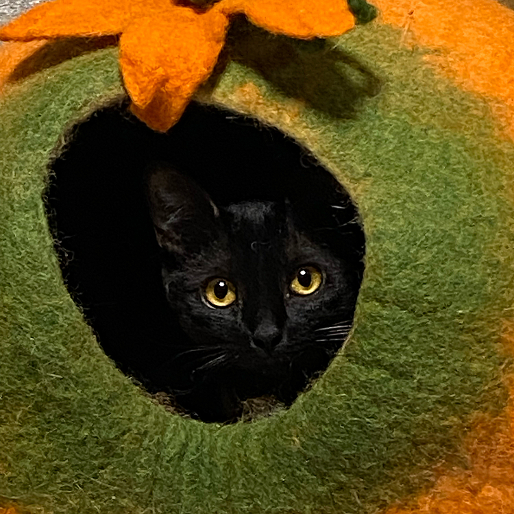 ゴマです💕黒猫です💕初めての黒猫😊
黒猫がこんなに可愛いとは思いませんでした👍