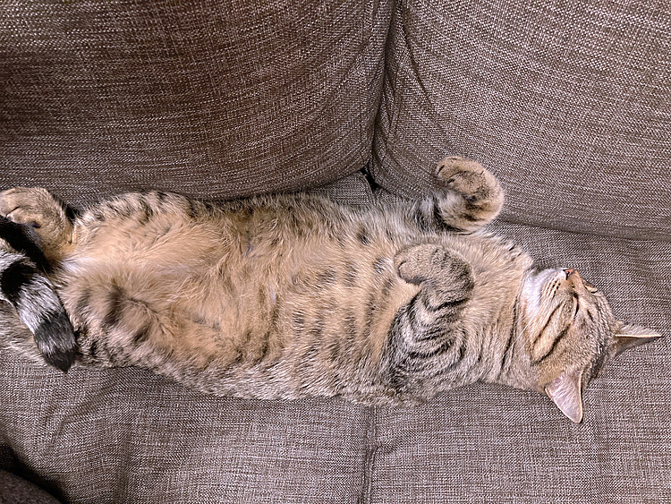 安心する人には、お腹を、向ける。
そうそれが、ねこだニャー🐈‍⬛
(それって本当だったんだニャー)
