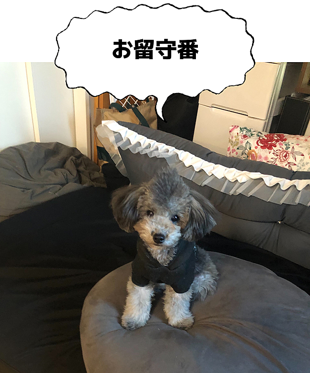 お留守番だワン🐶