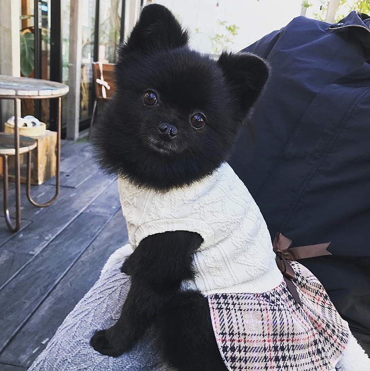 みんなちっちゃくてかわいかった☺️
ってか、みんなが普通で、ニコがでかいという噂もありますが😅
