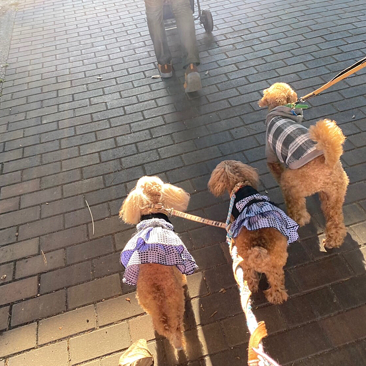 ランチの後は近くの公園でお散歩です😃
🐶ちゃんが並んで歩いている姿はかわいいです☺️