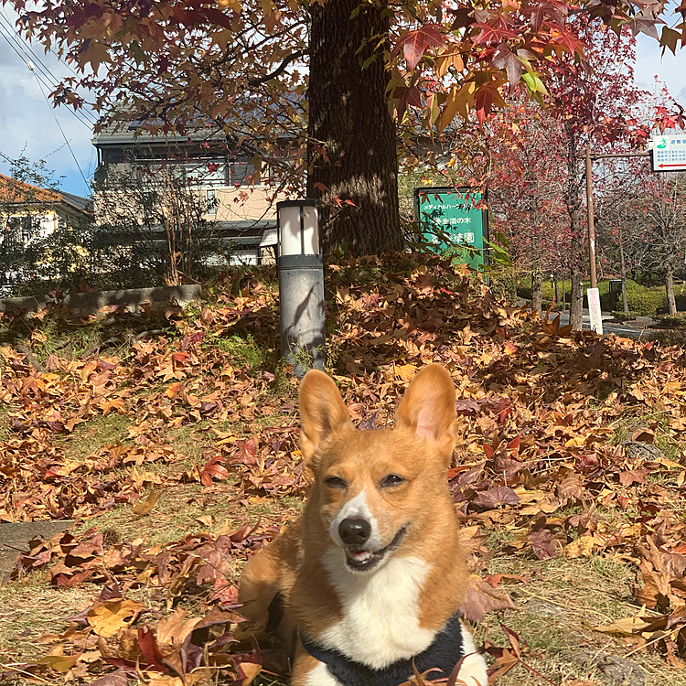 紅葉もキレイです🍁
このカエデのような木ですが、なんとかカエデという外来種みたいで、葉っぱがすごく大きくて真っ赤でキレイでした🍁🍂