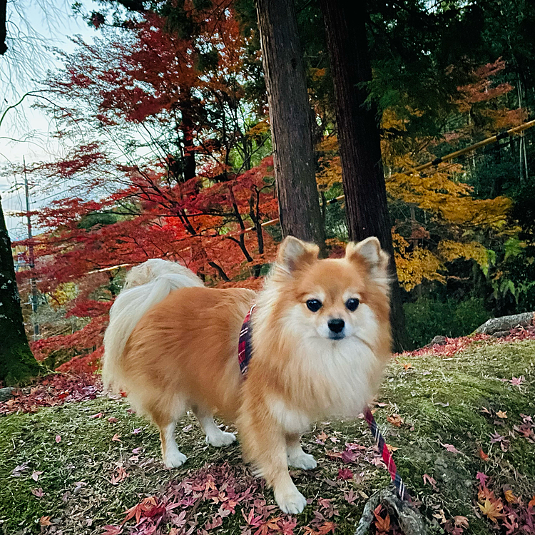 こちらは昨日の早朝に毎年行く毘沙門堂へ、紅葉狩りに行きました🍁
今年は秋になっても気温が高めだったので、まだ色づきは良くなかったです💦