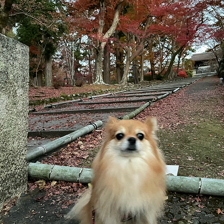 ここはいつも捌き紅葉してあるはずなのですが、朝早すぎてまだでした😂
来週また行こうかなあ😅