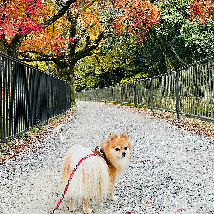 疏水もまあまあ色づきはじめてました☺️
やっぱり来週リベンジだな😤