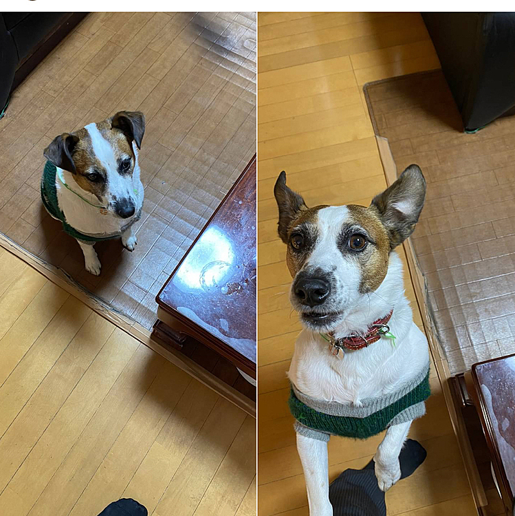 お利口からの催促⁉️