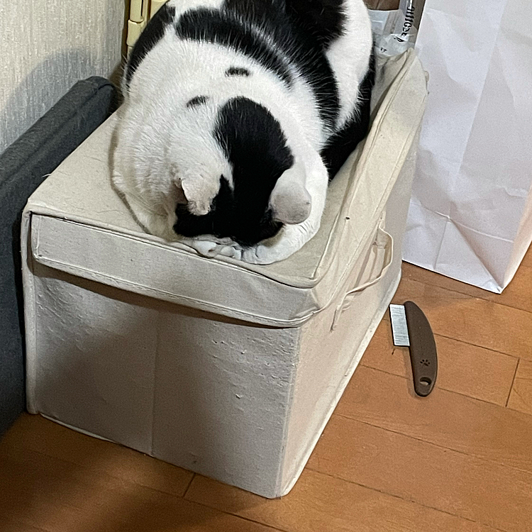 初投稿⭐︎
兄弟猫2匹と暮らす（実家だけど笑）OLです！
黒い模様と白ベースの猫なので単純にくろとしろと名前をつけました笑
初投稿はくろ！