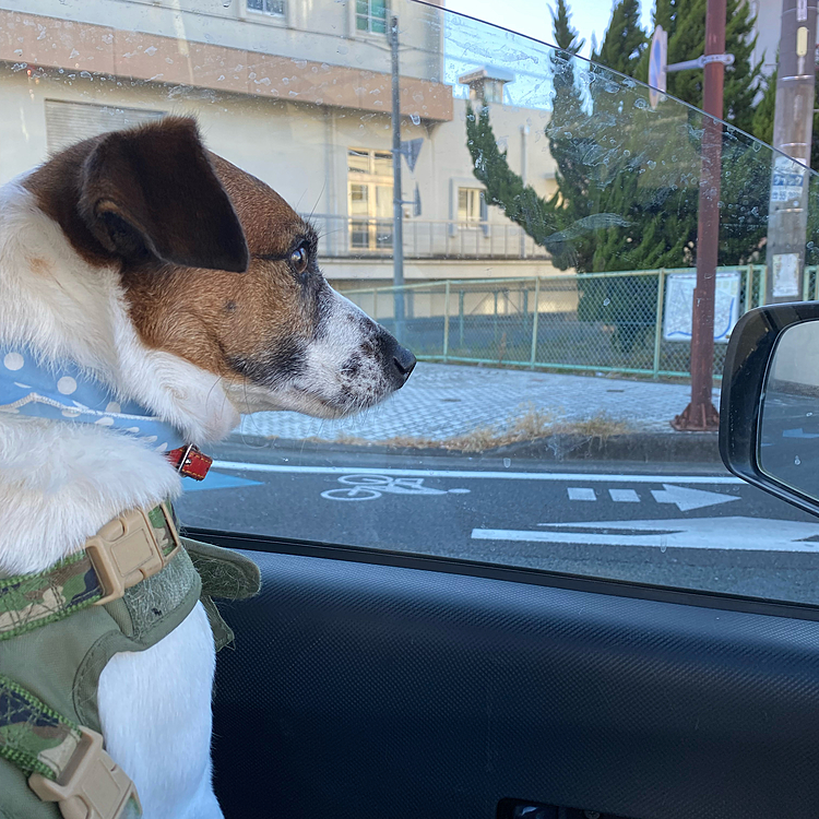 今日もドット柄でした。流行りかな？