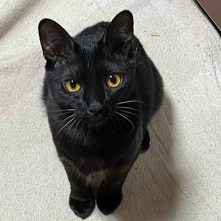 黒猫🐈‍⬛大好き💕可愛くてたまらない👍