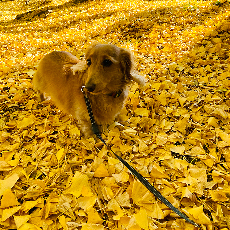 イチョウとクロエ🍁

