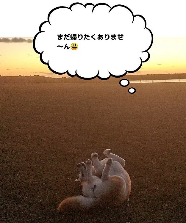 午後のワン岸警備😃夕焼け🌇バックにゴンゴロゴン😅