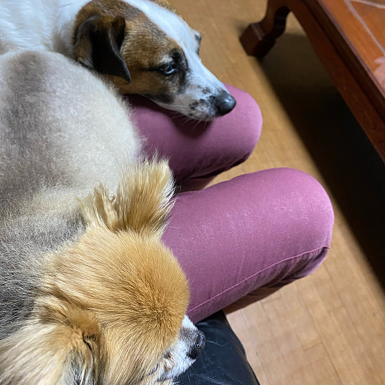 二男の愛犬も仲間に❣️