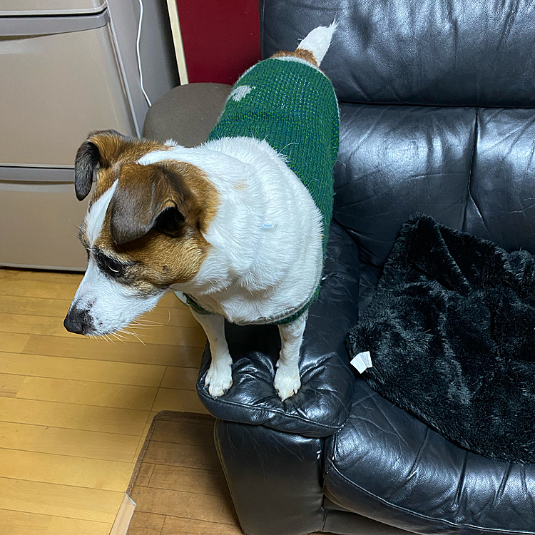 どんどん、おデブに、、