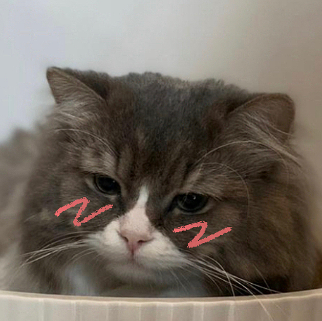猫 (^O^)
